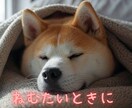 としこの部屋⭐秋田犬があなたのペットになります ⭐看板犬が、雑談・愚痴・恋愛…ご希望のお話をお聴きします⭐ イメージ3
