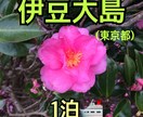 伊豆大島旅行のプランをあなた好みに作ります 自称弾丸旅行のプロが考える、伊豆大島旅行1泊プラン イメージ1