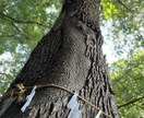 偽物に騙されないで！金運限定の秘術祈祷をいたします 当家１２００年の歴史と伝統と格式と血脈が証明します。 イメージ6