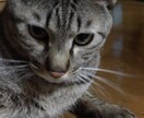 猫ちゃんに関する事を伝えます 猫ちゃんの困った事やクセ  脱走  なんでも  相談します イメージ1