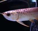 大型魚の悩みを解決をお手伝いします 古代魚、アロワナなどの手術等をお手伝い致します。 イメージ2