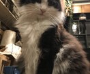 可愛い猫ちゃんの写真提供します 著作権不要の猫ちゃんの写真が欲しい方必見です。 イメージ8