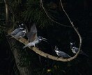 野鳥の写真を提供します 日本で見られる野鳥を季節を問わず撮影しています。 イメージ3