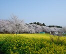 桜の写真提供します 趣味のカメラで撮った桜の写真を売ります イメージ3