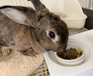 愛うさぎと仲良くなる方法を教えます 問題行動が少なく、表情豊かになります イメージ3
