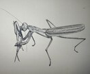プロが世界に一枚のリアルなペット鉛筆画を描きます 昆虫・魚類・両生類・爬虫類・鳥類・哺乳類まで全対応します イメージ6