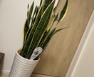 あなたの空間に合う観葉植物を選定・提案いたします お部屋やお庭の植物の種類・置き場所・鉢までご提案します イメージ4