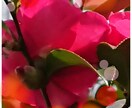 ヒーリング+芳香療法❪アロマ❫ハーブ面白講義します 貴方の為のヒーリング+約25日間内での数日置き面白講義です。 イメージ2