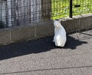 恋愛の“モヤモヤ”を一緒に整理します もう1人で抱え込まなくて大丈夫です! イメージ2