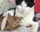 現役大学病院MSWがあなたのお悩み承ります 1人で悩まないで。一緒に解決しましょう イメージ1