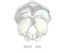 医学的知識に基づき様々な解剖学イラストを描きます テキスト・教本納品実績あり！商用OK！ イメージ10