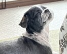 大切なペットちゃんの思い出をイラストにいたします お気に入りの写真をイラストにし、オリジナルグッズなどにも！ イメージ2