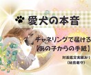 チャネリングで受け取った愛犬からの手紙を届けます 【対人鑑定実績あり】愛犬の心が知りたい飼い主さまへ。 イメージ1