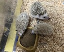 初めてハリネズミを飼いたい人にアドバイスします ハリネズミブリーダー歴8年の実績を活かして飼い方をサポート！ イメージ1
