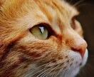 人に言えない秘密、吐き出したい不満等お聞きします 簡易占いもできます。苦しい思いの貴方様にそっと寄り添います イメージ1