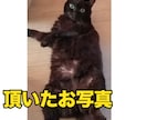 アイコン用！ペットや人物の似顔絵ゆるっと描きます 頂いた写真やリクエストに沿ってゆるっとふわっとお描きします イメージ7
