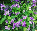 フラワーエッセンスセラピーのカウンセリング致します 可憐な野草の癒しを貴方に　悩み事ご相談下さい。 イメージ4