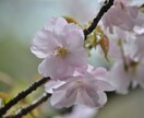 写真の色補正・加工・トリミングなどの編集をします 様々な写真を自然な色味で丁寧に編集いたします。 イメージ2