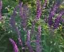 植物の声をあなたに届けます 植物たちの声を聞いてみませんか？ イメージ1