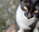 富士通の汎用機について答える事ができます COBOLロジック、JCL、コマンド操作相談 イメージ1
