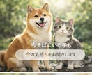 ペットの本音を伝えるアニマル通信致します 行動の理由や本心を丁寧に読み取ります イメージ1