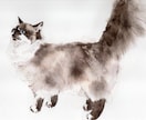 原画納品　猫の肖像画を水彩画で制作します あなたの猫ちゃんをお描きして原画をお届けします。 イメージ3
