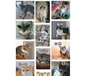 ペット写真でオリジナルシールデザイン作ります ☆お気に入りの写真で世界に一つのシール！ イメージ2