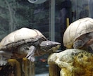 ニオイガメ、ドロガメの飼育相談、解説します （初心者向け）ニオイガメ、ドロガメ飼育の悩みを整理します イメージ3