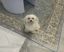 お話相手になります モヤモヤしていることなどありましたら、ぜひお話ししましょう！ イメージ1