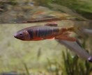 水族館のイメージ画像を提供します 先日開業した神戸須磨シーワールドでの撮影写真を提供致します。 イメージ2