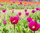先着5名さま　　心を整える備後弁鑑定（お試し）ます 頑張りすぎとる心に、そっと声をかけます イメージ6