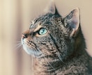 生きもの談話をします ご自宅の動物と楽しく談話して関係を見直すきっかけに イメージ1