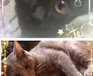 保護活から✴︎学んだペット霊視お気持ち拝見します 保護活から得たペットそれぞれの気持ちをお伝えします†✴︎ イメージ6