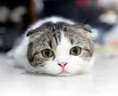 どんな話でもOKお待ちしてます 暇でお話ししたい、悩み相談などなど イメージ1