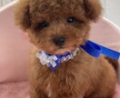愛犬専用の遠隔ヒーリングします 愛犬にやさしい癒しを届ける遠隔ヒーリング イメージ1