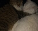 恋愛、人生相談乗ります 悩んでる方、落ち込んでる方、元気にします٩(ˊᗜˋ*)و イメージ2
