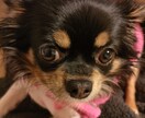 愛しい目が語るワンちゃんネコちゃんの気持ち教えます チワワのあんちゃんマンチカンのめるちゃんアメショーのるみの父 イメージ5