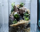 パルダリウム・テラリウム・苔リウムを作成します パルダリウム・テラリウム・苔リウムを作成します。 イメージ1
