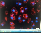 論文の添削や引用文献探します 現役解剖学者があなたの論文を強化します！ イメージ1