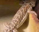 メッセージ相談承ります 悩み事相談グチ聞きます、デザイン等も イメージ2