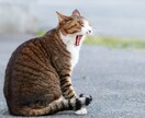 なぜか勝手に癒されて、また頑張れるコーチングします いつの間にか癒されるコーチング イメージ6