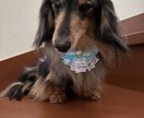 17歳老犬の現役介護士が介護の悩みを聴きますます 4時間睡眠で頑張るあなたへ。同じ境遇だから心に寄り添います イメージ3
