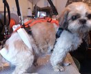 小型の老犬・障害犬の介護ハーネスを製作します 立ち上がり補助や歩行介助の初期から、終末期ケアまで使えます イメージ6