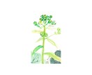 野菜ソムリエが野菜イラスト描きます 経歴　NHKきょうの料理テキスト挿絵など。 イメージ3