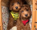 トイプードルの癒しの写真を提供します トイプードルのかわいらしい日常をお届けします イメージ10