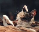 猫被ってることに疲れた貴方へ…その仮面剥がせます 毎日ヘトヘトで溜まっている愚痴や不満なんかを吐き出して下さい イメージ11