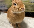 うさぎさんの可愛い写真提供します 我が家の可愛いうさぎの写真提供します！ イメージ1