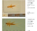 HTML、CSSコーディングできます 対象に合わせたサイト構築を目指します。 イメージ1