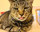 猫に関する相談を動物保護団体代表がお伺い致します 何でもお気軽にお話してくださいね！ イメージ4