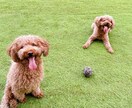 ショート動画作成します Instagramリール動画編集・構成・挿絵制作まで対応! イメージ3